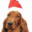Christmas & Pets Wallpaper logo