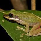 Tree Frog