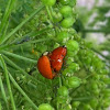 Multicolored Asian Lady Beetles mating