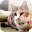 KALEIDOにゃんこ〜親しみの音色はいつも〜 Download on Windows