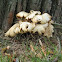 dried oyster mushroom (1 of 2)