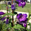 Purple bell flower