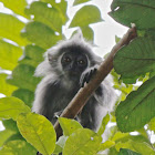 Silvered Leaf Monkey