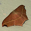 Cross-line Wave Moth