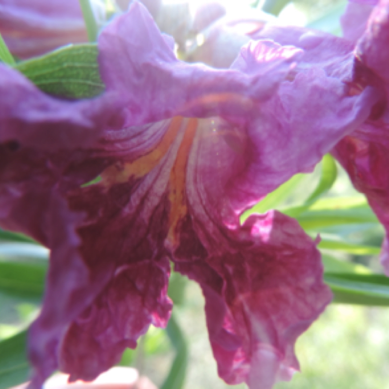 Desert Willow Project Noah