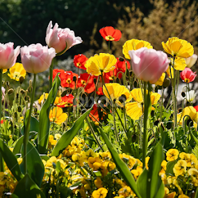 Color is life by Peri Mario Angelo - Flowers Flower Gardens