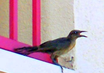 Female Great tailed Grackle