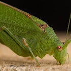 Gemeine Sichelschrecke or Sickle Bearing Bush Cricket