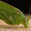 Gemeine Sichelschrecke or Sickle Bearing Bush Cricket