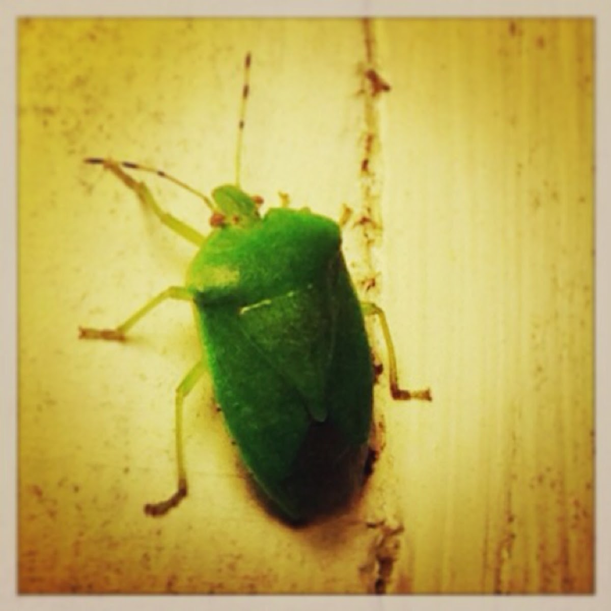 Southern Green Stink Bug