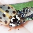 15-spotted Lady Beetle
