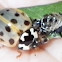 15-spotted Lady Beetle
