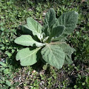 Common Mullein, basal leaves 