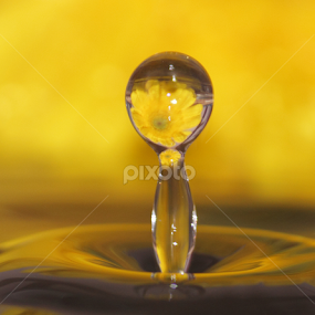 by Dipak Marfatia - Abstract Water Drops & Splashes