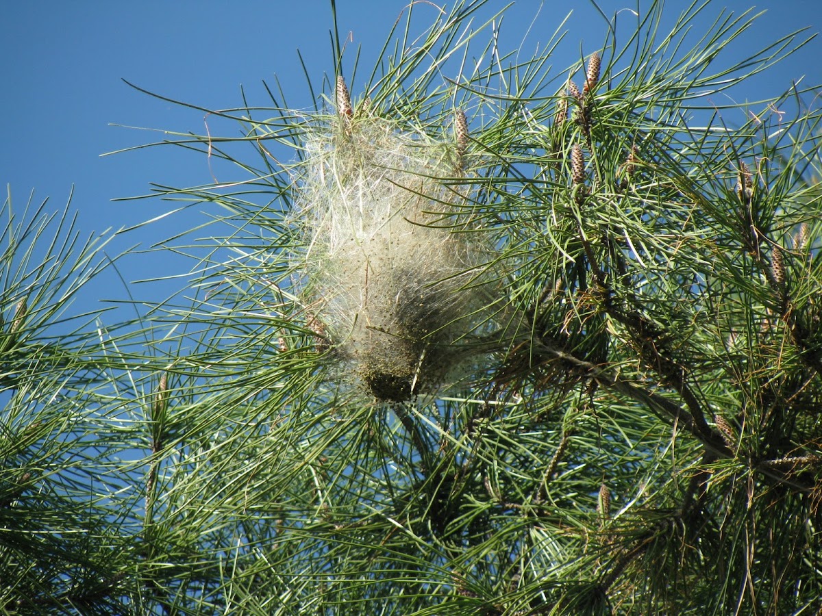 Pine processionary nest