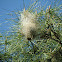 Pine processionary nest