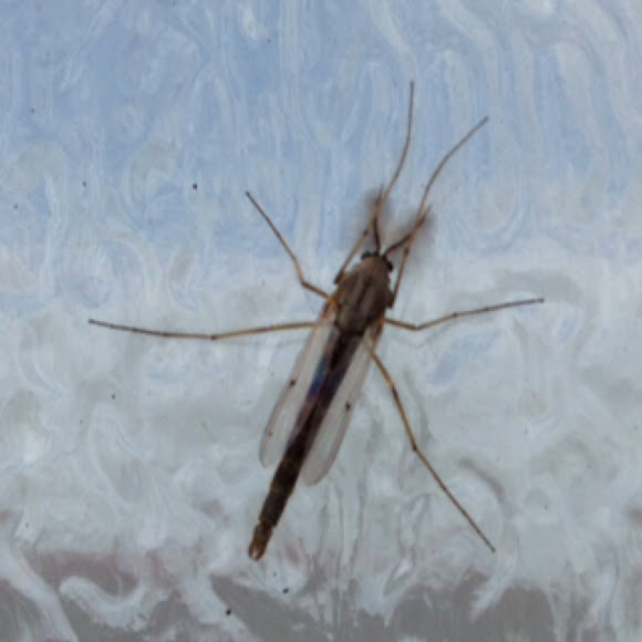 Non biting Midge Project Noah