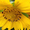 Silverleaf Sunflower
