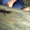 Blue Skink, Five Lined Skink