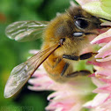 Western Honey Bee - worker