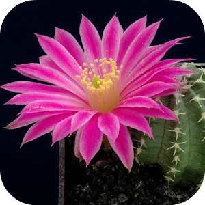 Cactus Live Wallpaper.apk 1.1.1