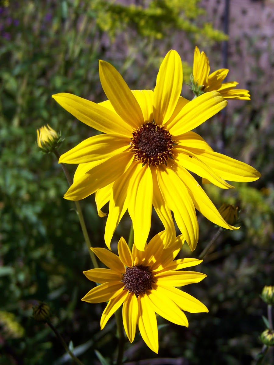 Common Sunflower  Helianthus annus