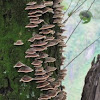 Tree fungus