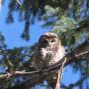 Mexican spotted owl