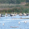 White Stork- Cegonhas