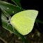 Pierid butterfly