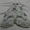 Coastal Plain Meganola Moth