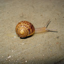 Snail