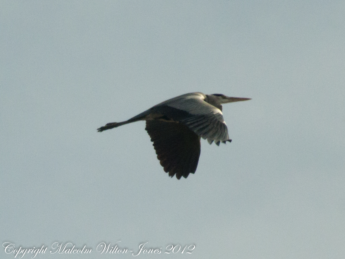 Grey Heron; Garza Real