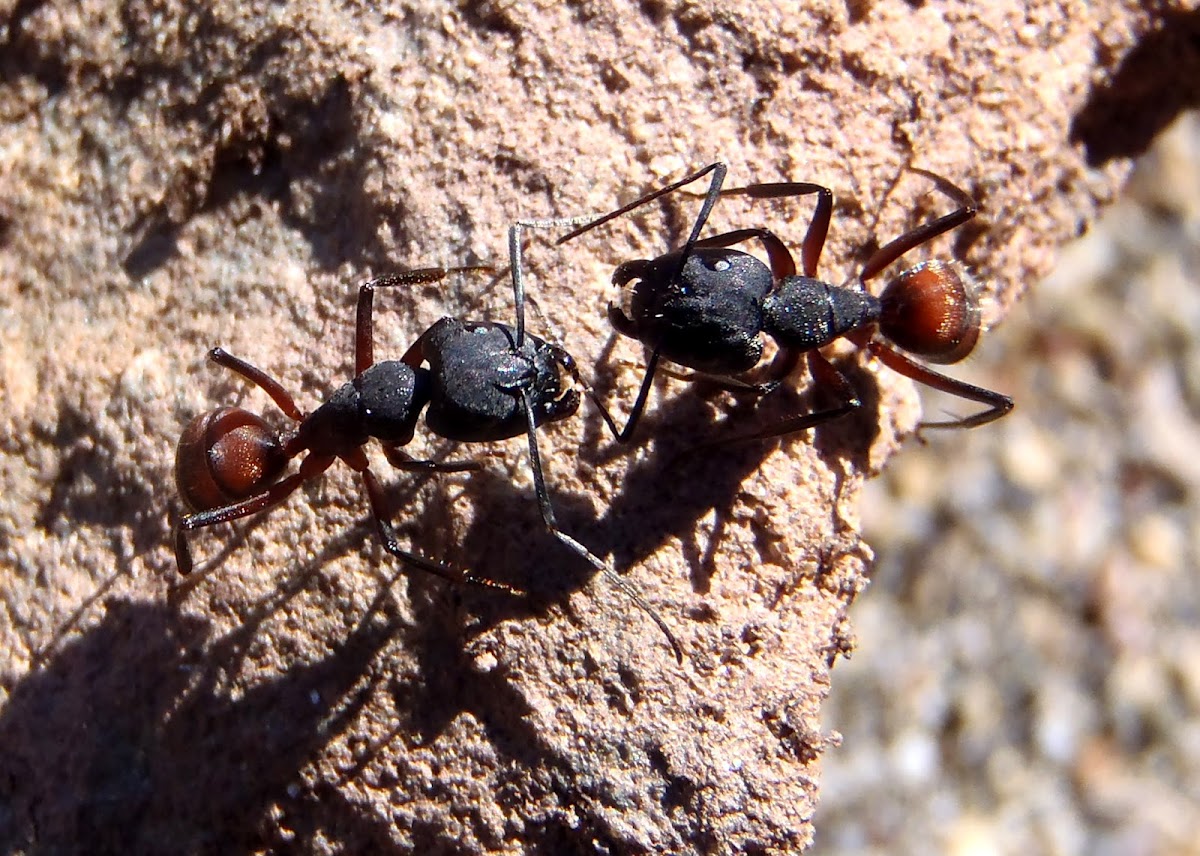 Hormiga roja. Red ant