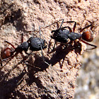 Hormiga roja. Red ant
