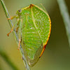 Three-cornered Alfalfa Treehopper