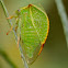 Three-cornered Alfalfa Treehopper