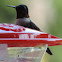 Ruby-throated Hummingbird    male