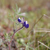 Two-colored Lupine
