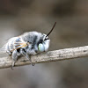 White-Banded Digger Bee