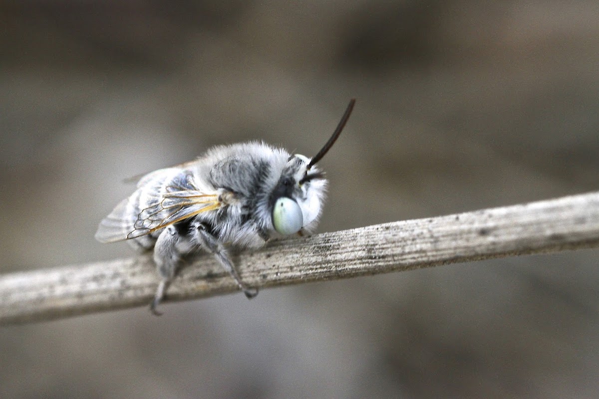 White-Banded Digger Bee