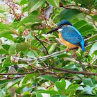 Common kingfisher