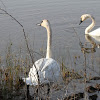 Trumpeter Swan