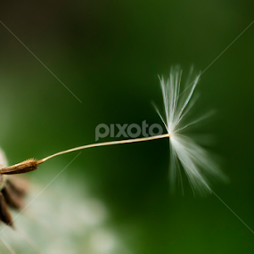 Dandelion by Milica Đorđević - Flowers Flowers in the Wild