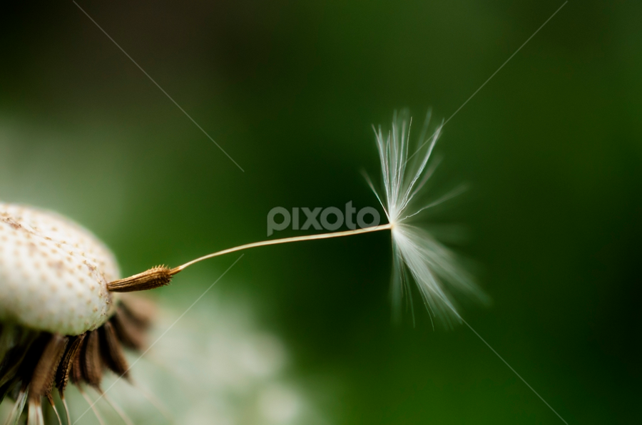 Dandelion by Milica Đorđević - Flowers Flowers in the Wild