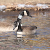 Canada goose