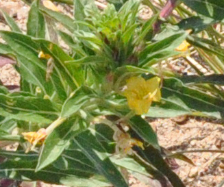 Common evening primrose