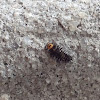 Three-spotted Lady beetle larva