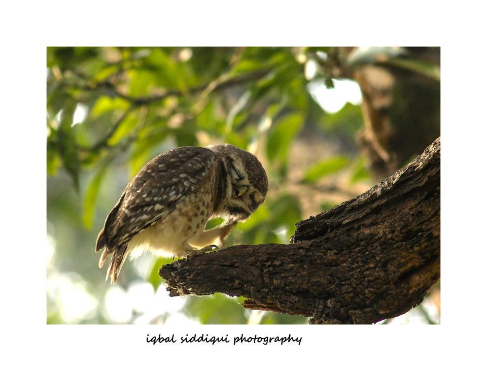 SPOTTED OWLET