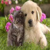 Cat And Dog Wallpaper Iphone